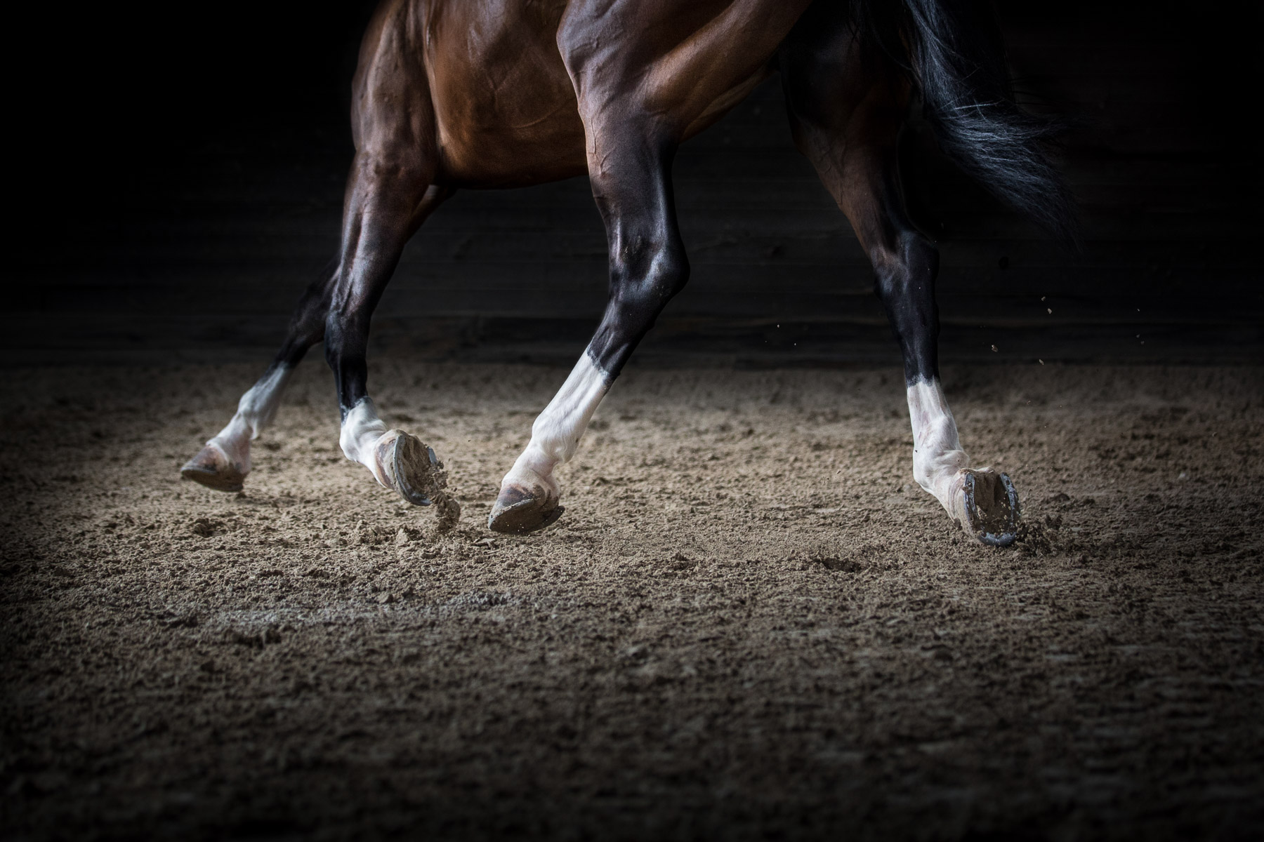 TODO-- | Photo Title: Horse Riding | 
        Photo by Alicia Rius ©2023