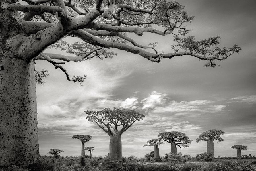  | Photo Title: Baobab XI | 
        Photo by Beth Moon ©2023