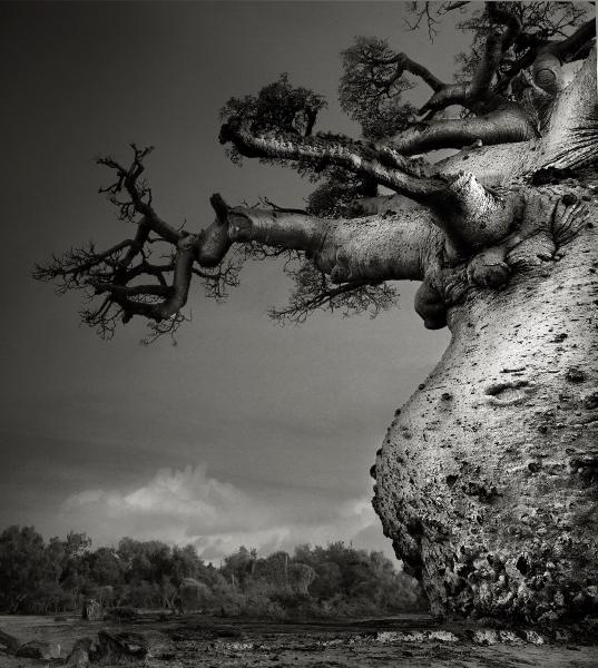 | Photo Title: Mother of the Forest | 
        Photo by Beth Moon ©2023