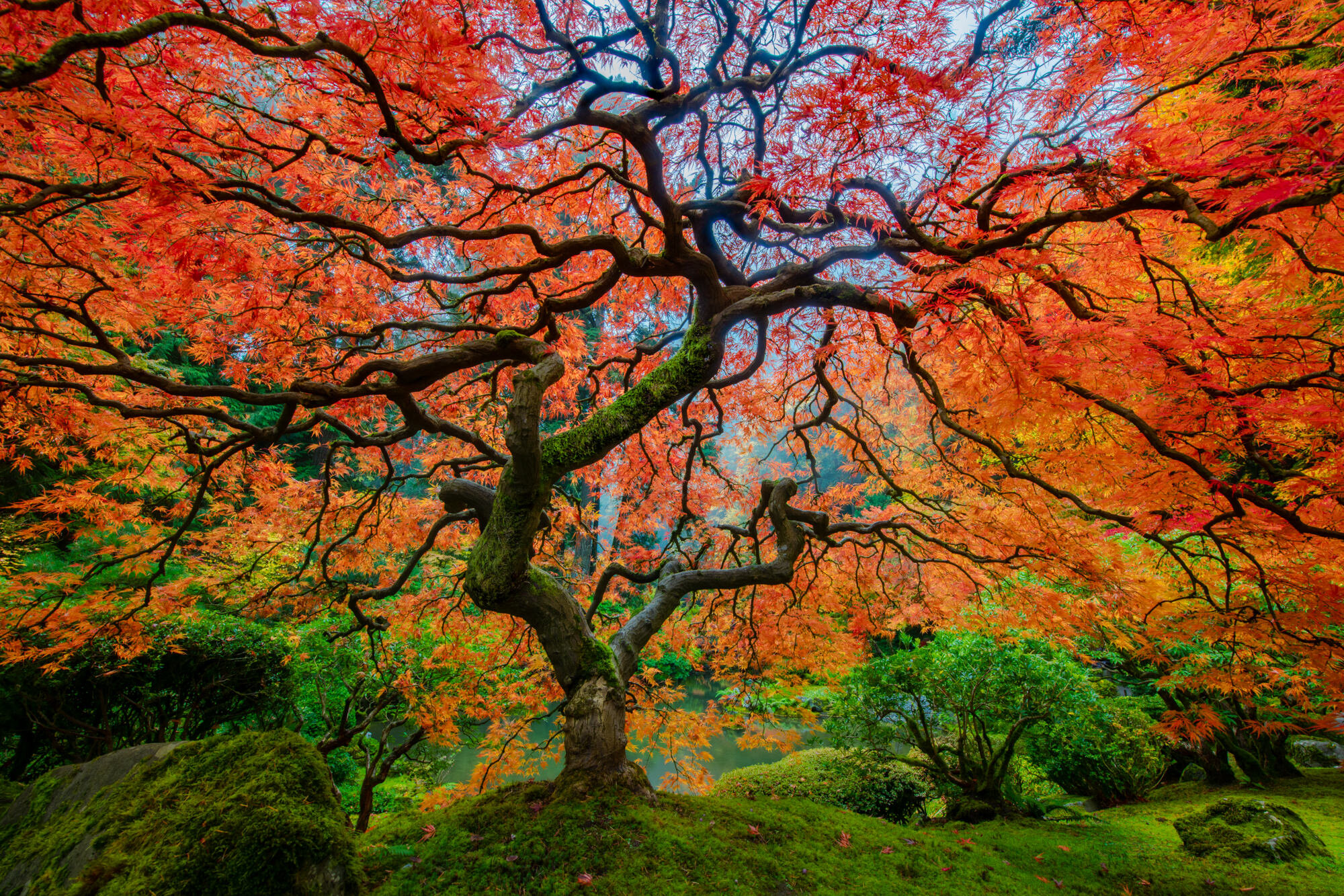 A Japanese Maple in Autumn with beautifully vibrant red leaves at the Portland Japanese Garden | Photo Title: Dreamcatcher | Photo by Chris Byrne ©2020