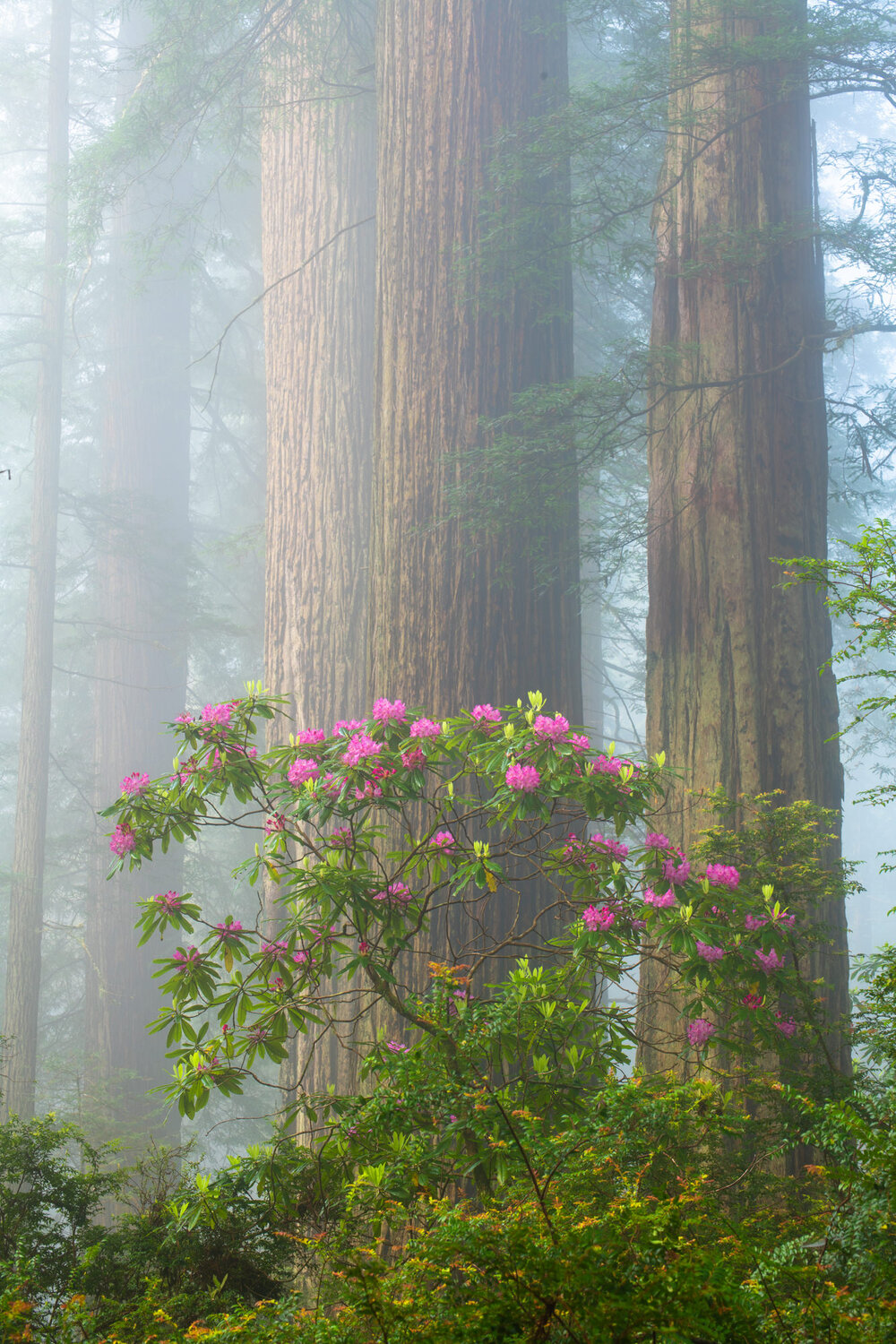 Rhododendron in full bloom in a California Redwood forest - photographed by Chris Byrne. | Photo Title: Giants In The Mist | 
        Photo by Chris Byrne ©2023