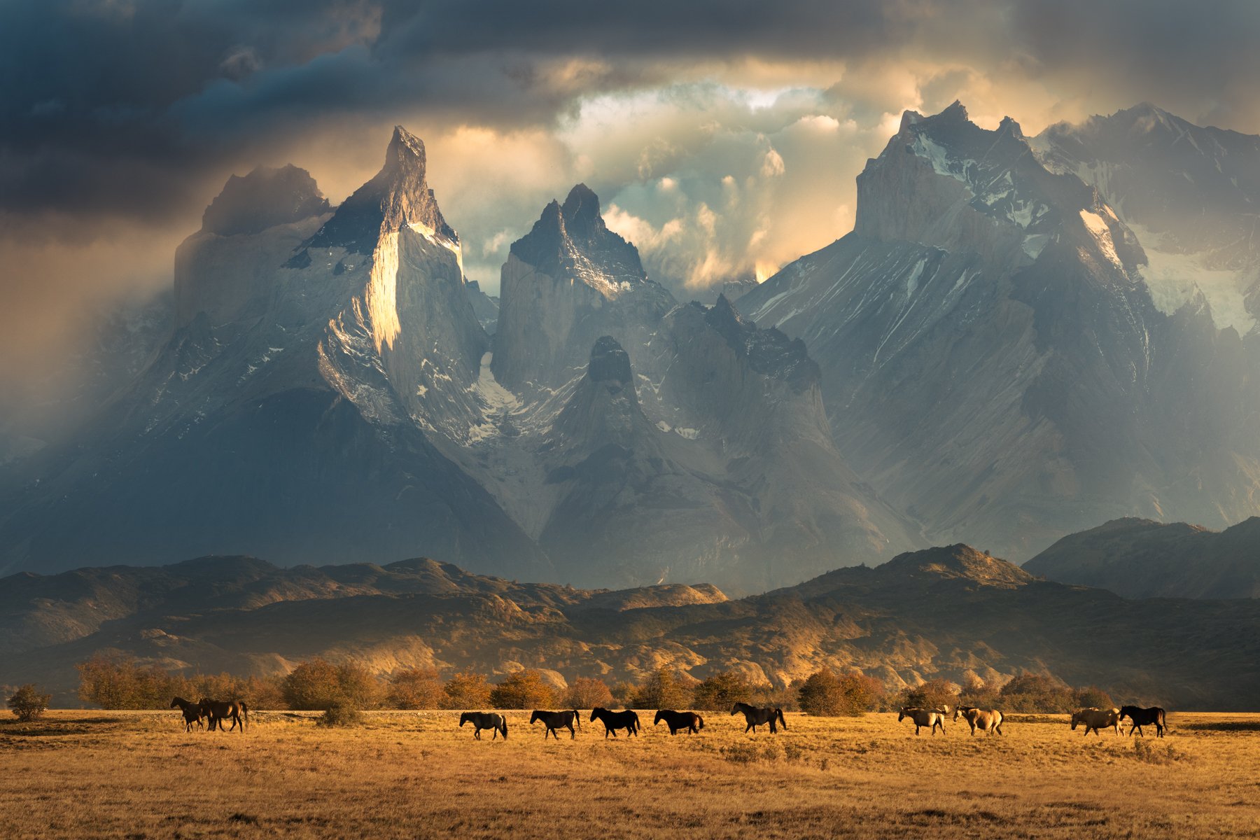 Herd of horses in golden pampas with jagged Mountains Cuernos del Paine in background photographed by Chris Byrne. | Photo Title: Wild Heart | 
        Photo by Chris Byrne ©2022