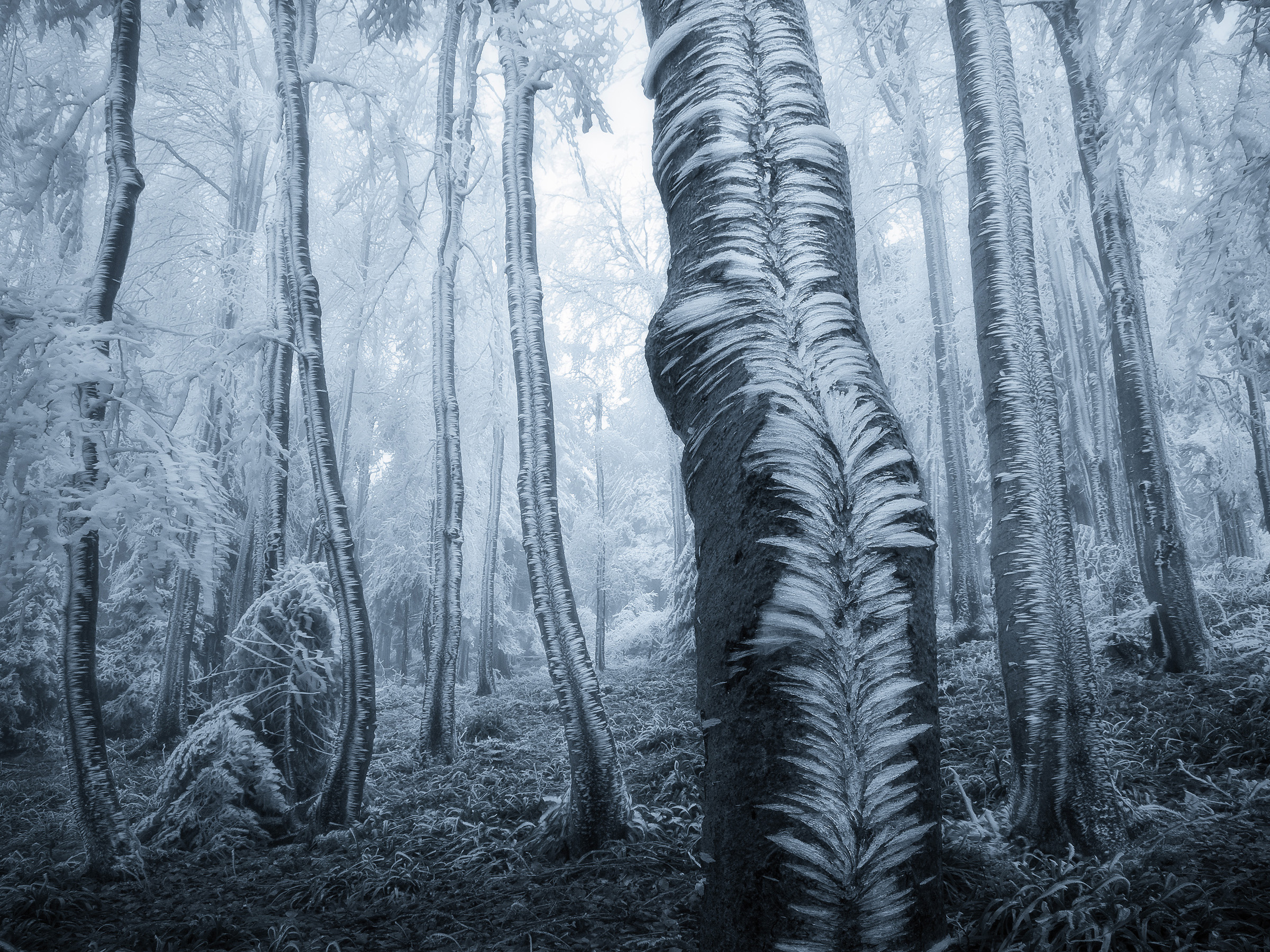  | Photo Title: Zmrzlé Stromy (Frozen Trees) | Photo by Jan Bainar ©2020