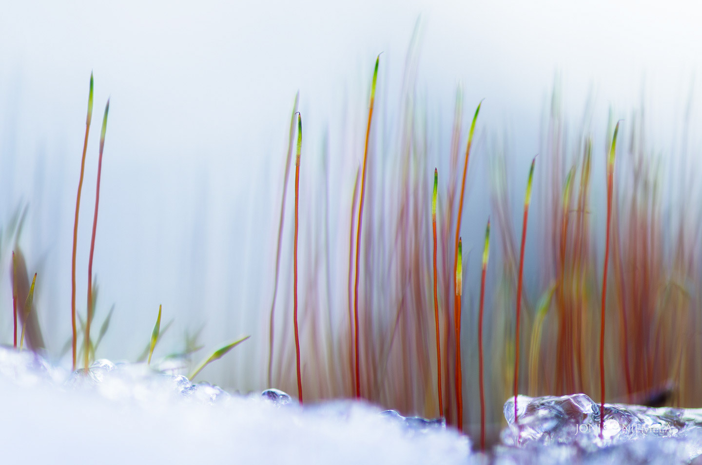A patch of moss growing out of the snow with red stems photographed by Joni Niemelä. | Photo Title: Moss | 
        Photo by Joni Niemelä ©2023