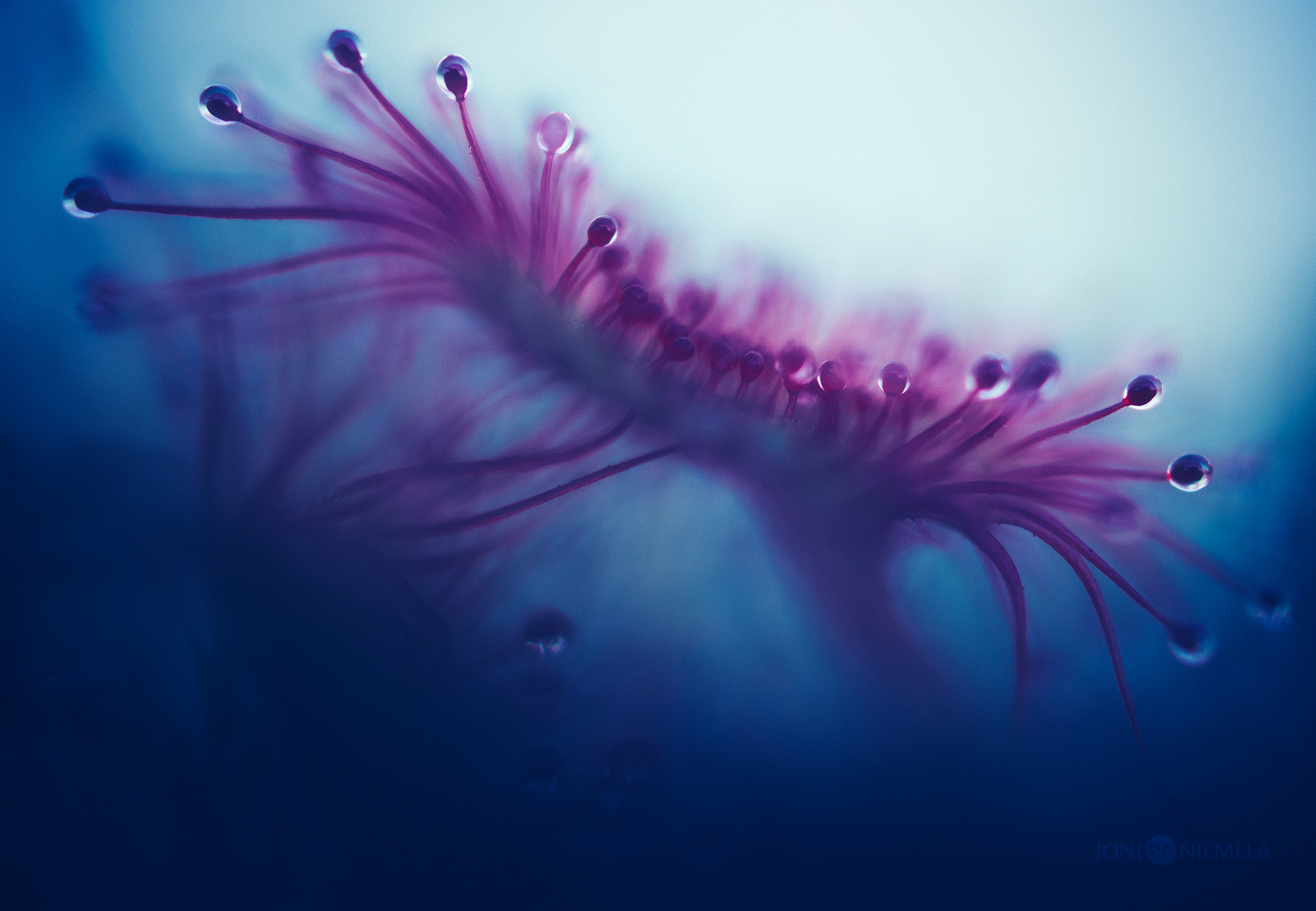 A close up of a Sundew Plant | Photo Title: Otherworldly Blues | Photo by Joni Niemelä ©2020