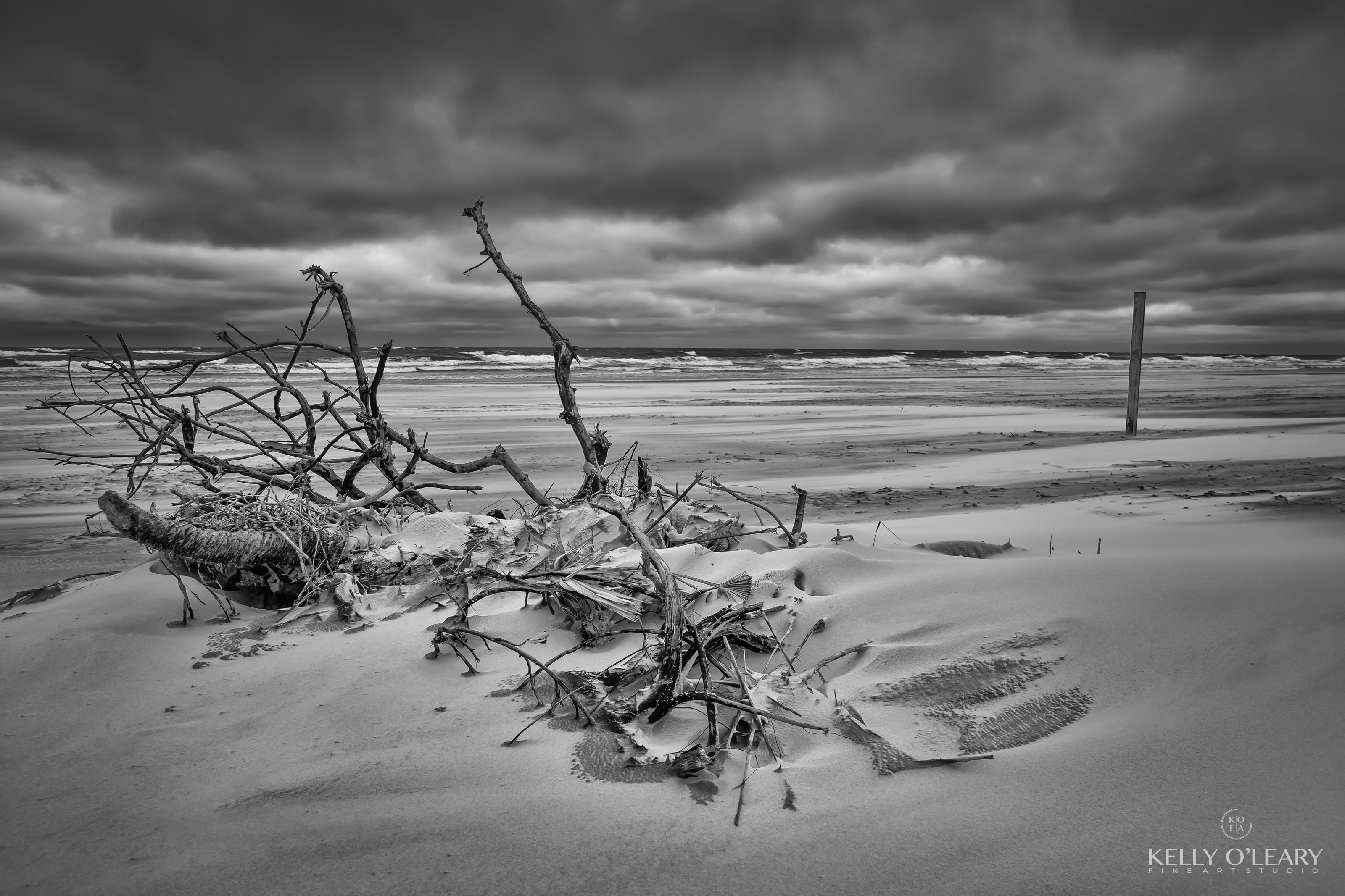 A photo by Kelly O'Leary of a decaying tree on a beach | Photo Title: Beach Sculpture | 
        Photo by Kelly O'Leary ©2023