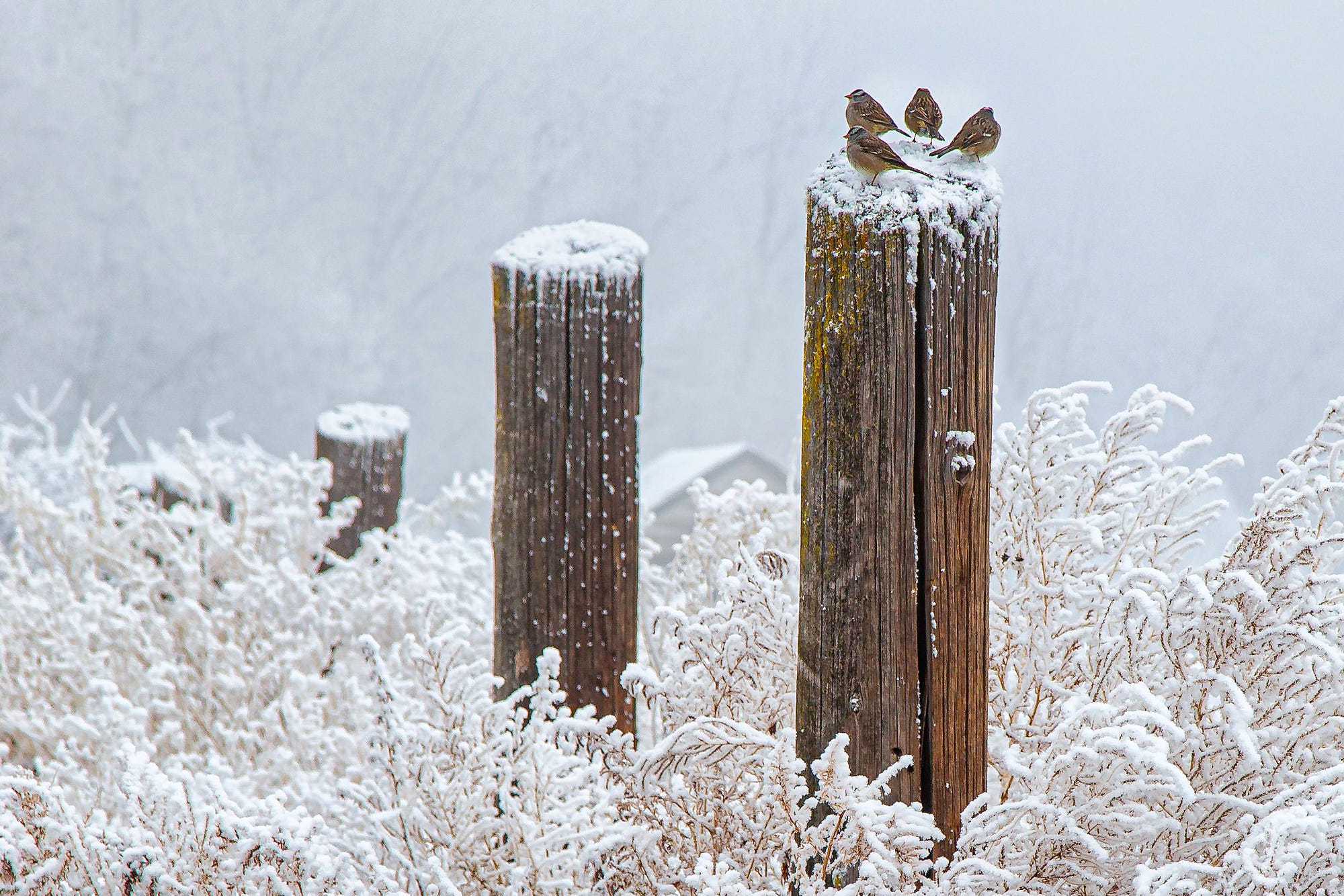 Photo of birds huddled on a post in the snow | Photo Title: Meet Me at the Outpost | 
        Photo by Rick Ohnsman ©2020