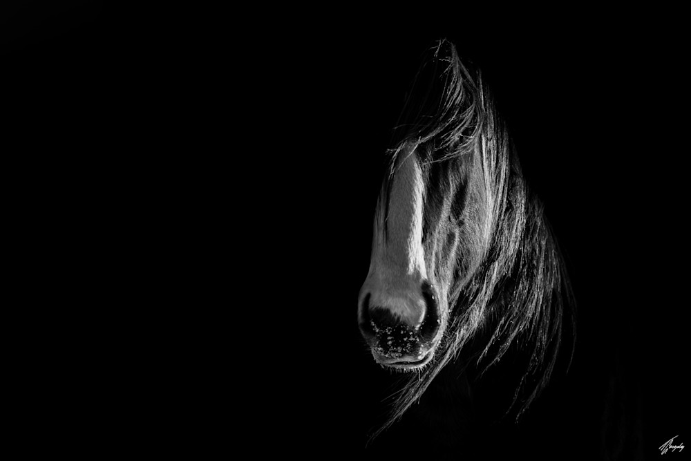 A black & white portrait of a wild horse lit by side-light | Photo Title: Blackness | 
        Photo by Thierry Gonzalez ©2020