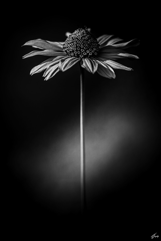 TODO-- | Photo Title: Flora Darkness No15 | 
        Photo by Thierry Gonzalez ©2023