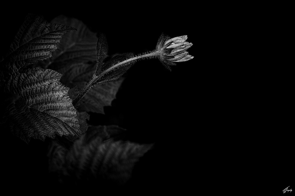  | Photo Title: Flora Darkness No.5 | Photo by Thierry Gonzalez ©
