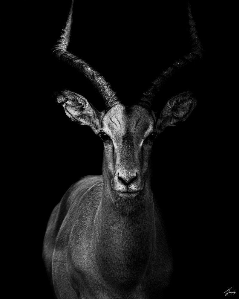 TODO-- | Photo Title: Impala In The Darkness | 
        Photo by Thierry Gonzalez ©2023