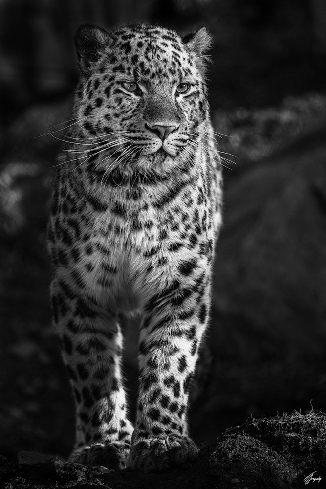 TODO-- | Photo Title: Proud Hunter | 
        Photo by Thierry Gonzalez ©2023