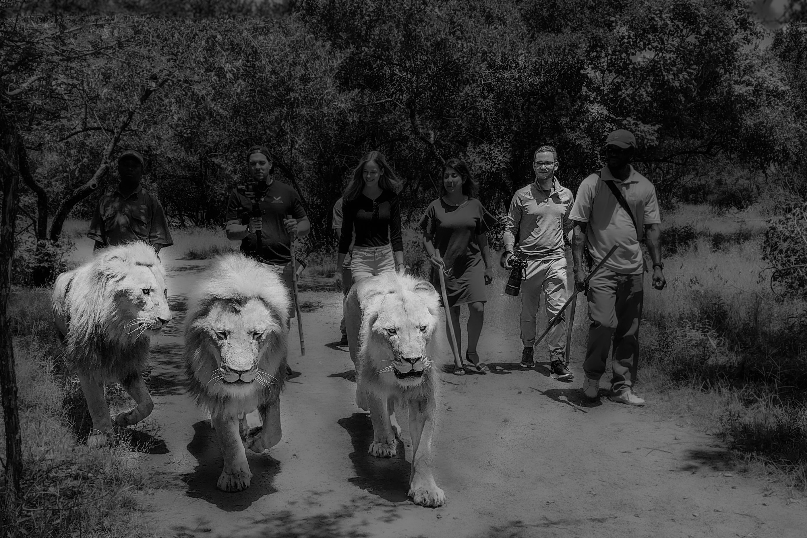 Photographer Thierry Gonzalez Walking with lions | Titled: Thierry Gonzalez Walking with lions | ©2020 Thierry Gonzalez